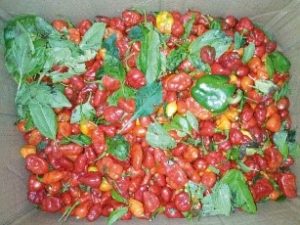 tomato