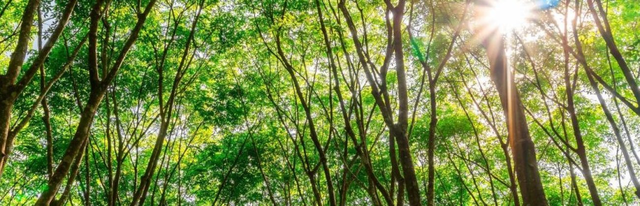Roadmap to net zero