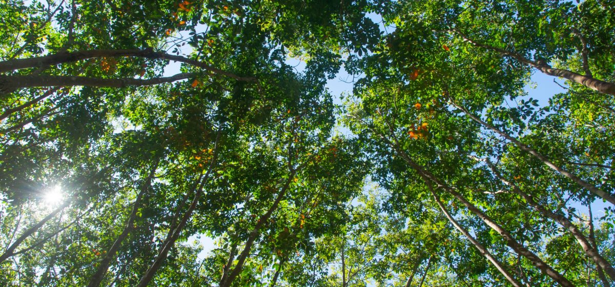 No Deforestation