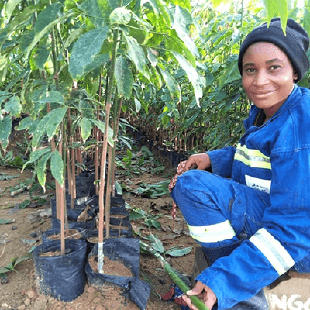 Outgrower Programme